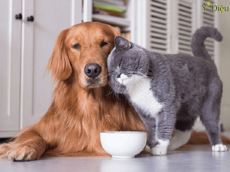 Lông chó mèo gây ra ho do dị ứng